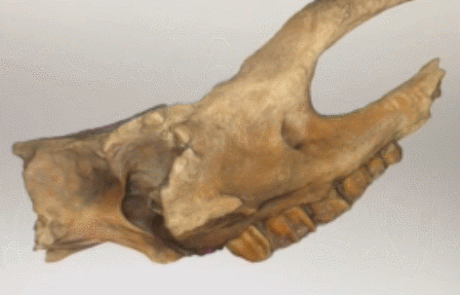 Skull